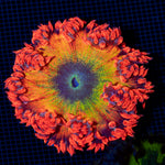 Ultra Rock Flower Anemone showcasing its colorful oral disc in reef aquarium