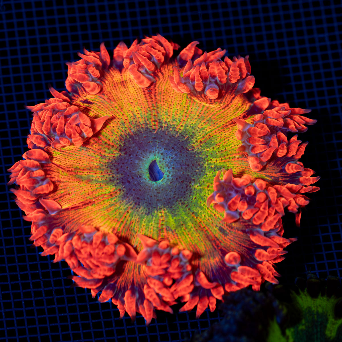 Ultra Rock Flower Anemone showcasing its colorful oral disc in reef aquarium