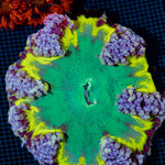 Ultra Rock Flower Anemone with colorful oral disc in reef aquarium