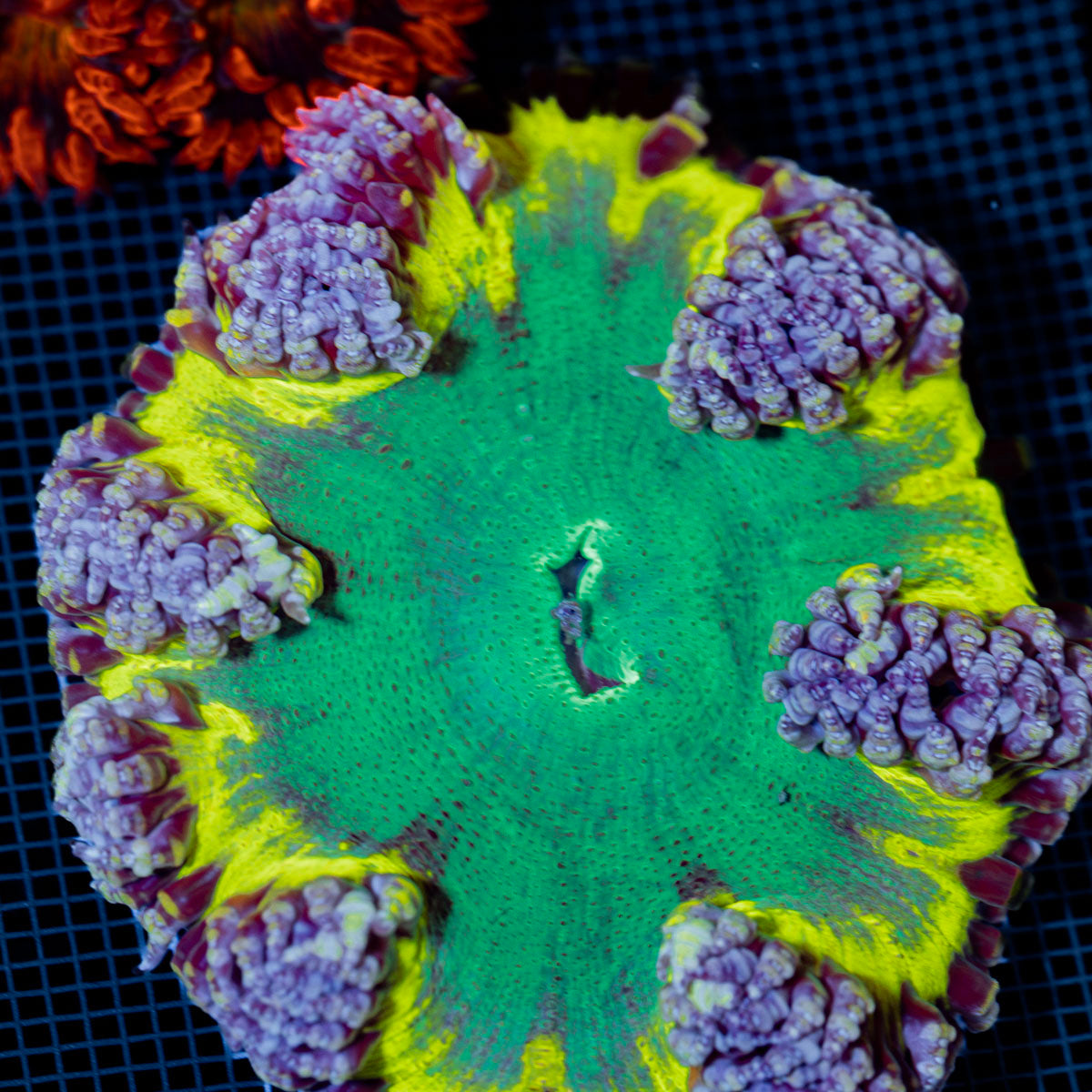 Ultra Rock Flower Anemone with colorful oral disc in reef aquarium