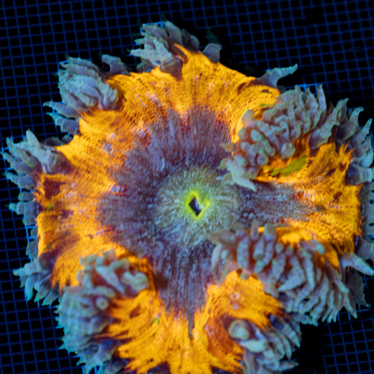 Ultra Rock Flower Anemone with colorful oral disc in reef aquarium
