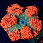 Ultra Rock Flower Anemone with colorful oral disc in reef aquarium