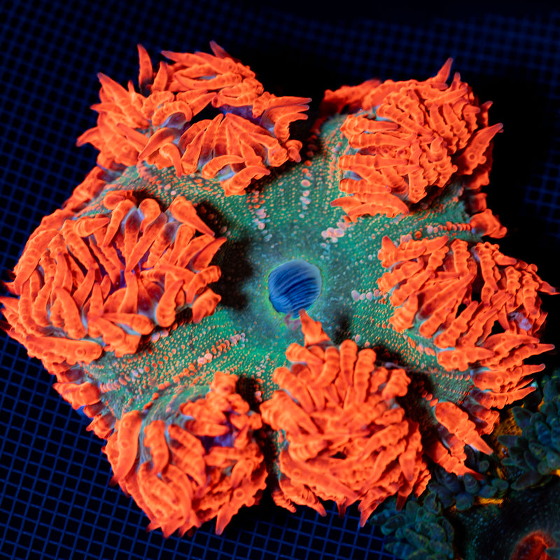 Ultra Rock Flower Anemone with colorful oral disc in reef aquarium