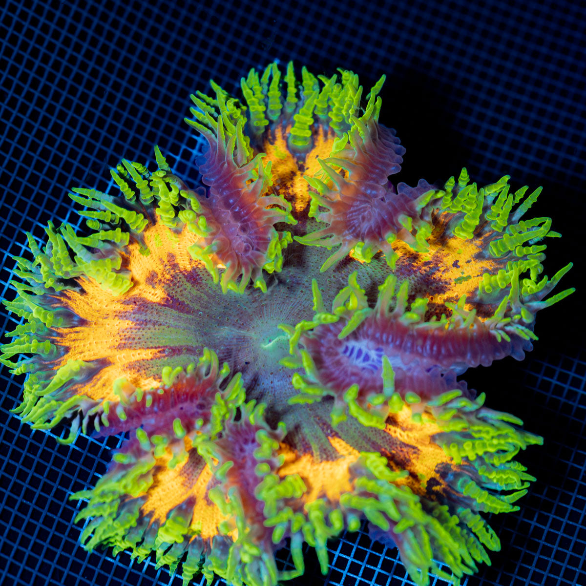 Ultra Rock Flower Anemone with colorful oral disc in reef aquarium