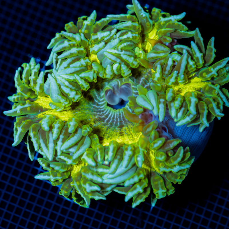 Ultra Rock Flower Anemone with colorful oral disc in reef aquarium
