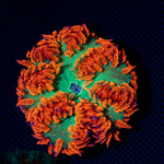 Ultra Rock Flower Anemone with colorful oral disc in reef aquarium
