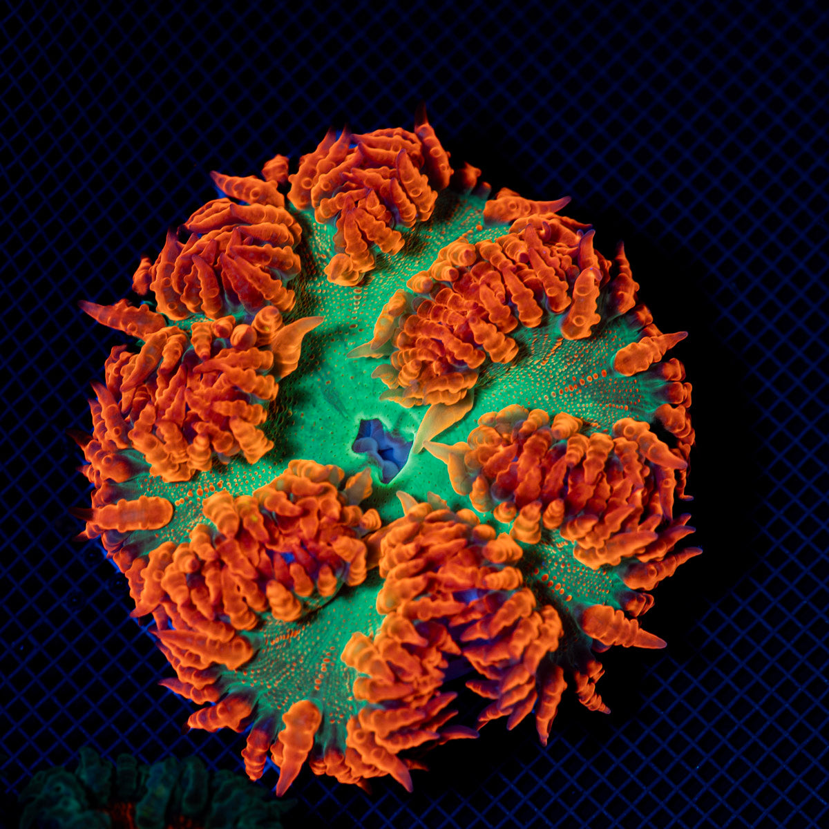 Ultra Rock Flower Anemone with colorful oral disc in reef aquarium