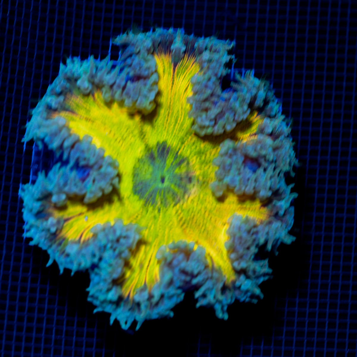 Ultra Rock Flower Anemone with colorful oral disc in reef aquarium
