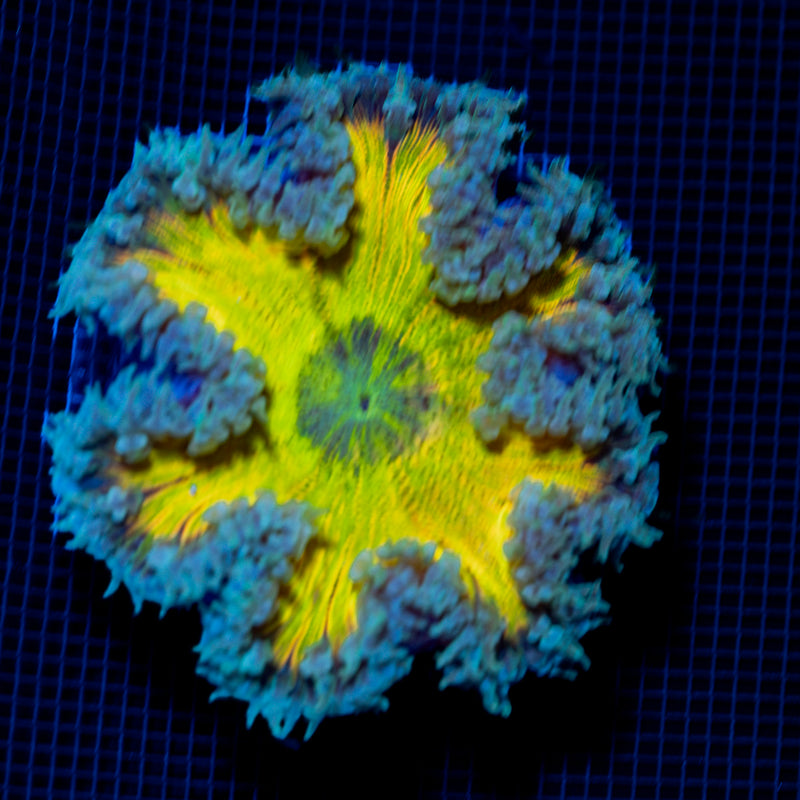 Ultra Rock Flower Anemone with colorful oral disc in reef aquarium