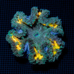 Ultra Rock Flower Anemone with colorful oral disc in reef aquarium