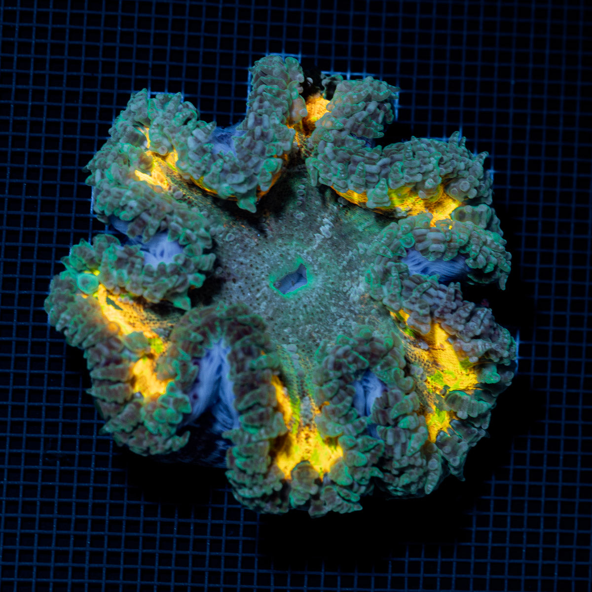 Ultra Rock Flower Anemone with colorful oral disc in reef aquarium