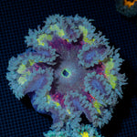 Ultra Rock Flower Anemone with colorful oral disc in reef aquarium