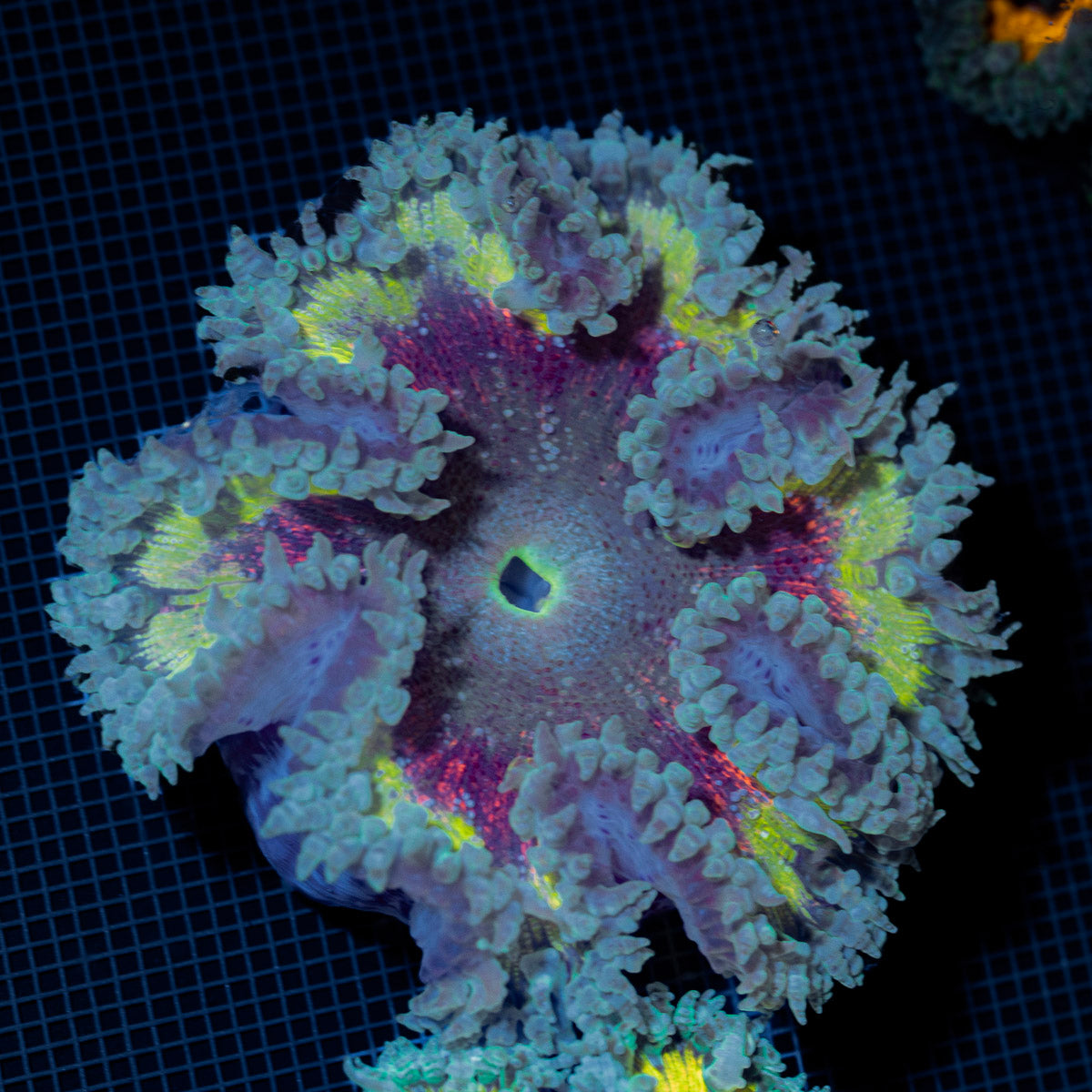 Ultra Rock Flower Anemone with colorful oral disc in reef aquarium