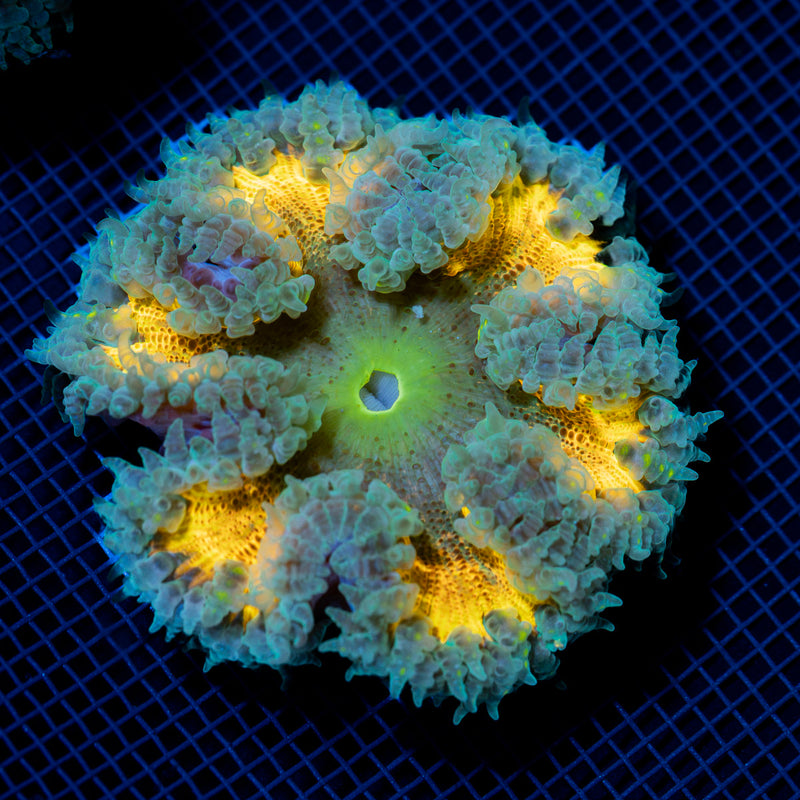 Ultra Rock Flower Anemone with colorful oral disc in reef aquarium