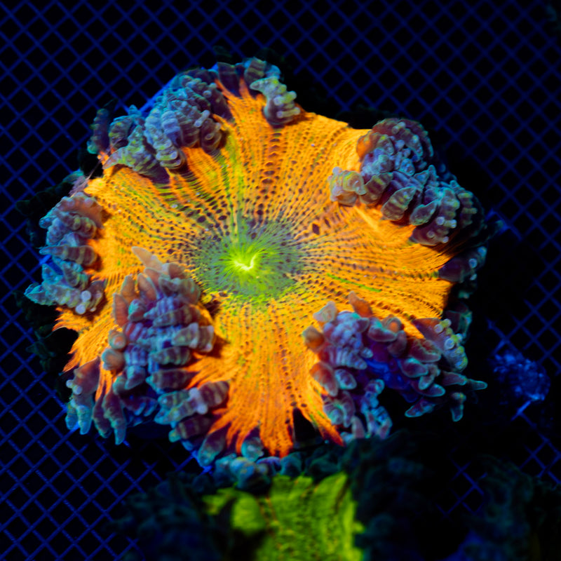 Ultra Rock Flower Anemone with colorful oral disc in reef aquarium