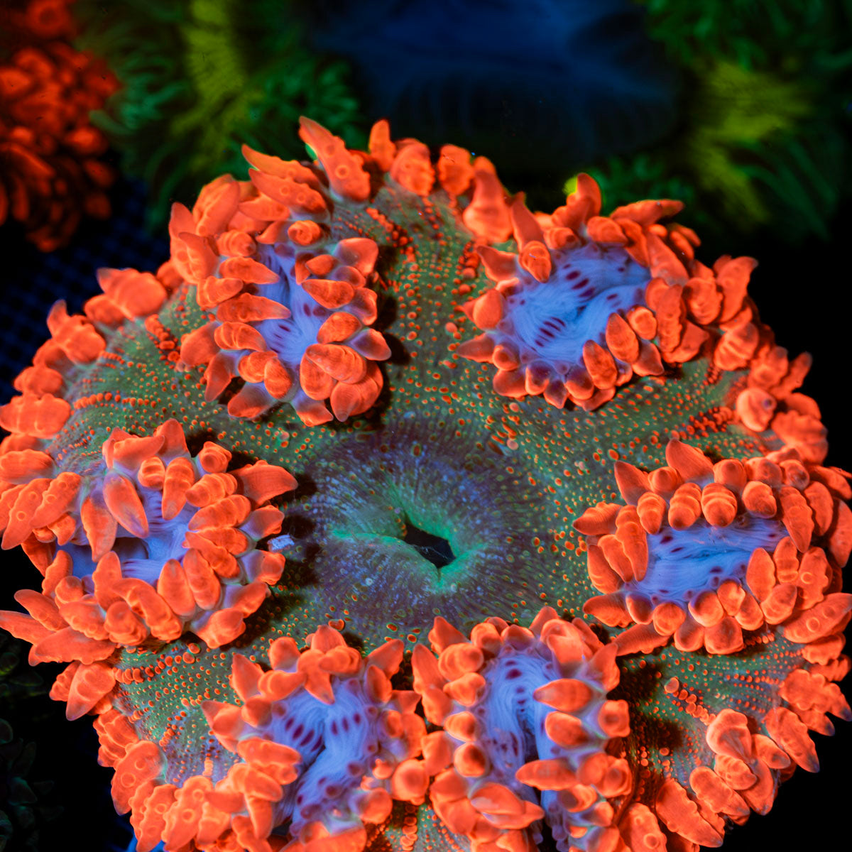 Ultra Rock Flower Anemone with colorful oral disc in reef aquarium