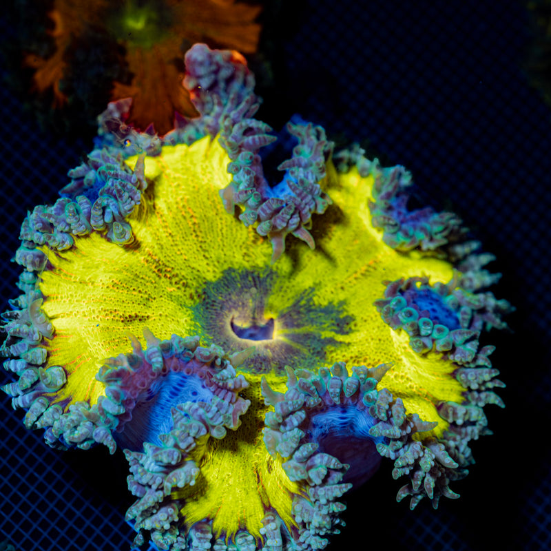 Ultra Rock Flower Anemone with colorful oral disc in reef aquarium