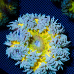 Ultra Rock Flower Anemone showcasing its colorful oral disc in reef aquarium