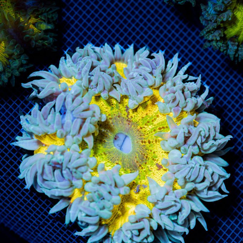 Ultra Rock Flower Anemone showcasing its colorful oral disc in reef aquarium
