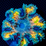 Ultra Rock Flower Anemone with colorful oral disc in reef aquarium