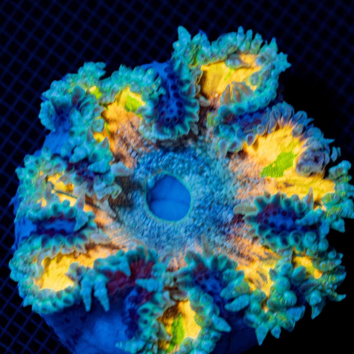 Ultra Rock Flower Anemone with colorful oral disc in reef aquarium