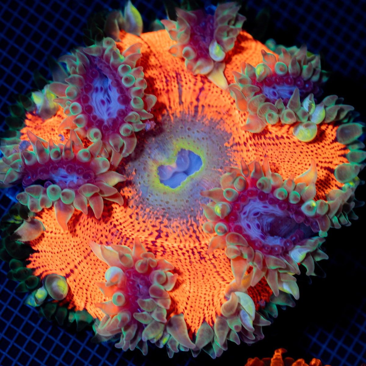 Ultra Rock Flower Anemone with colorful oral disc in reef aquarium