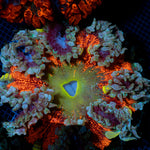 Ultra Rock Flower Anemone with colorful oral disc in reef aquarium