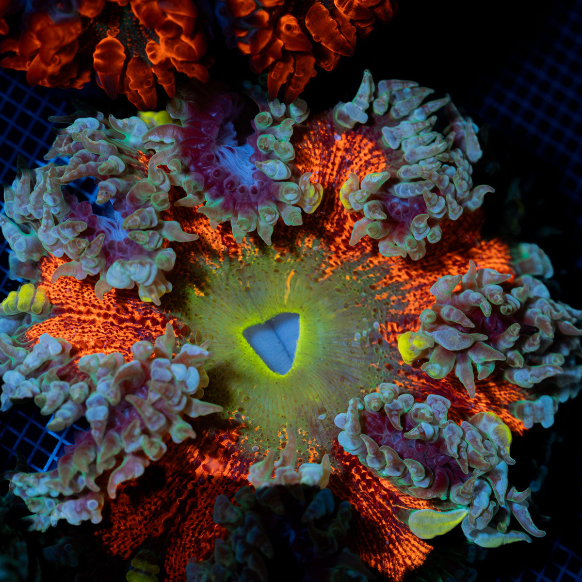 Ultra Rock Flower Anemone with colorful oral disc in reef aquarium