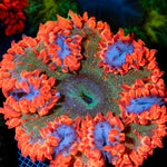 Ultra Rock Flower Anemone with colorful oral disc in reef aquarium