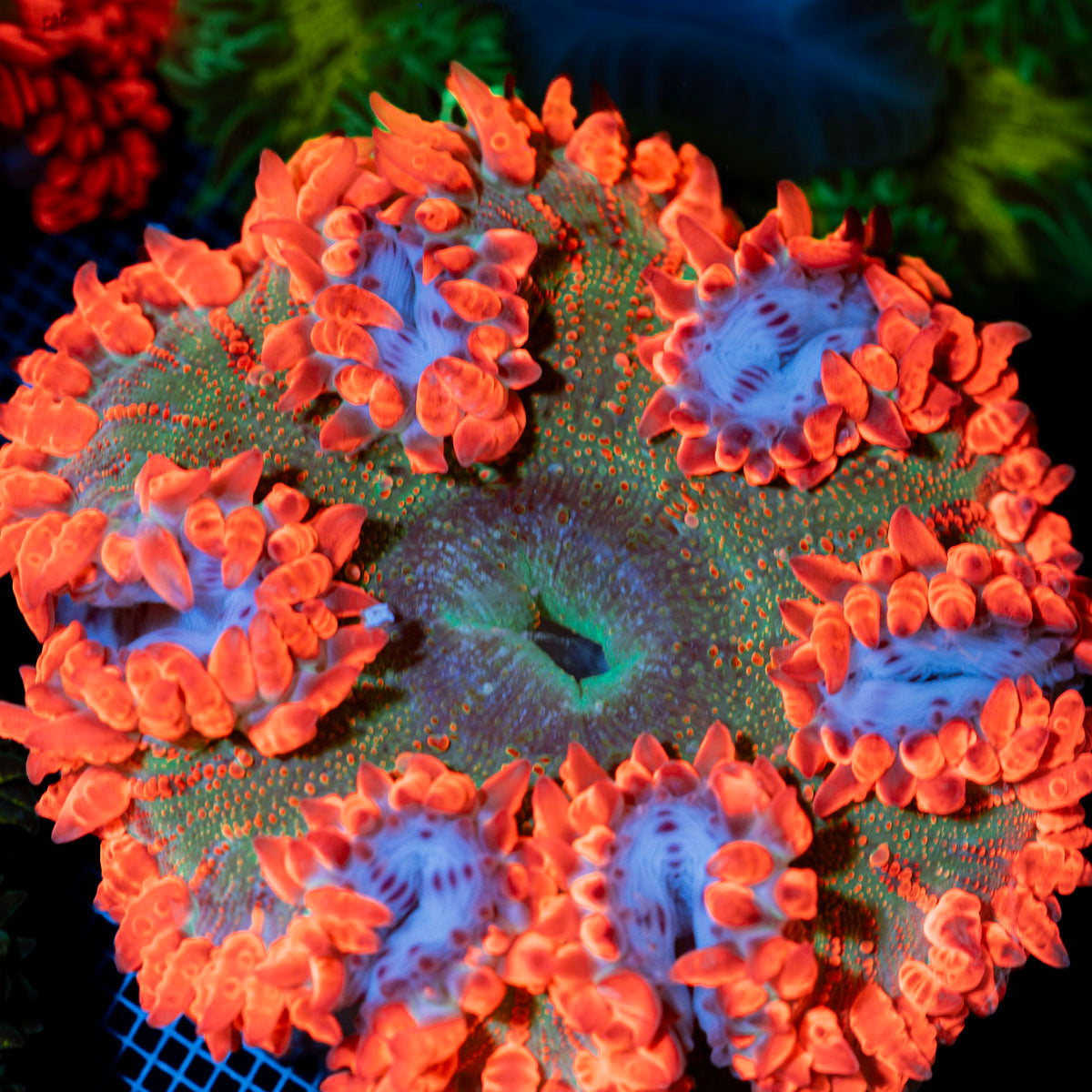 Ultra Rock Flower Anemone with colorful oral disc in reef aquarium