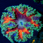 Ultra Rock Flower Anemone showcasing its colorful oral disc in reef aquarium