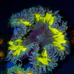 Ultra Rock Flower Anemone with colorful oral disc in reef aquarium