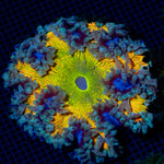 Ultra Rock Flower Anemone with colorful oral disc in reef aquarium