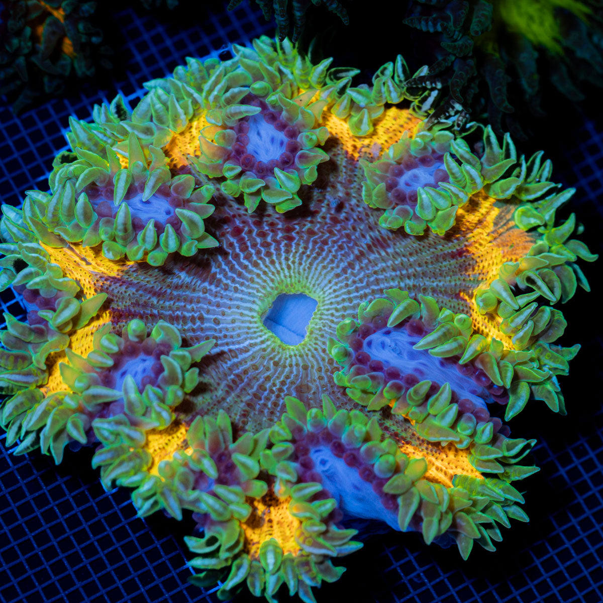 Ultra Rock Flower Anemone with colorful oral disc in reef aquarium