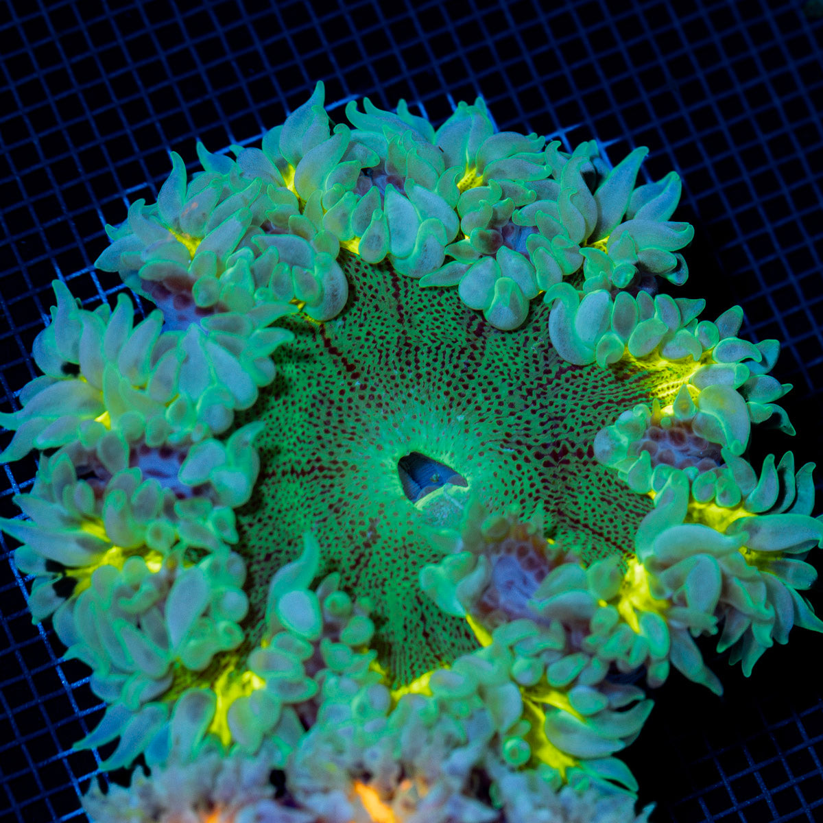 Ultra Rock Flower Anemone with colorful oral disc in reef aquarium