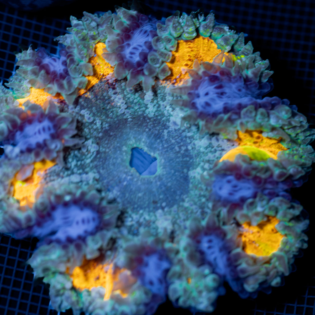 Ultra Rock Flower Anemone with colorful oral disc in reef aquarium