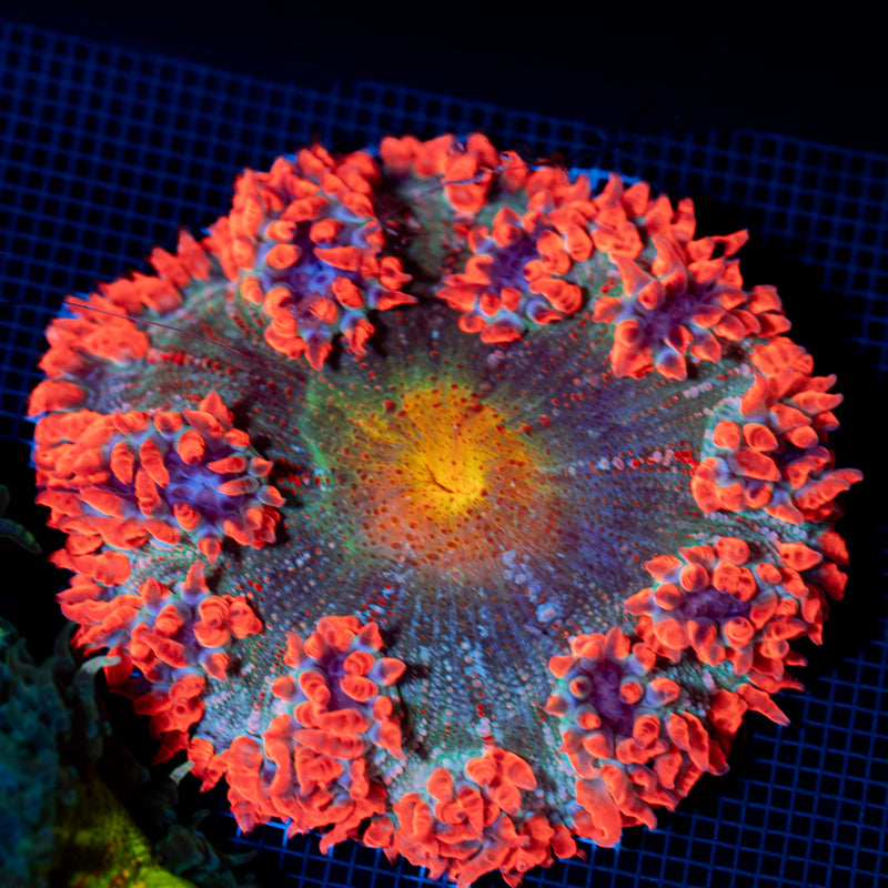 Ultra Rock Flower Anemone with colorful oral disc in reef aquarium