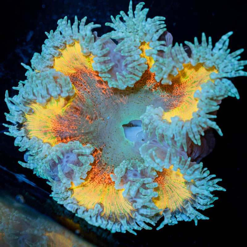 Ultra Rock Flower Anemone