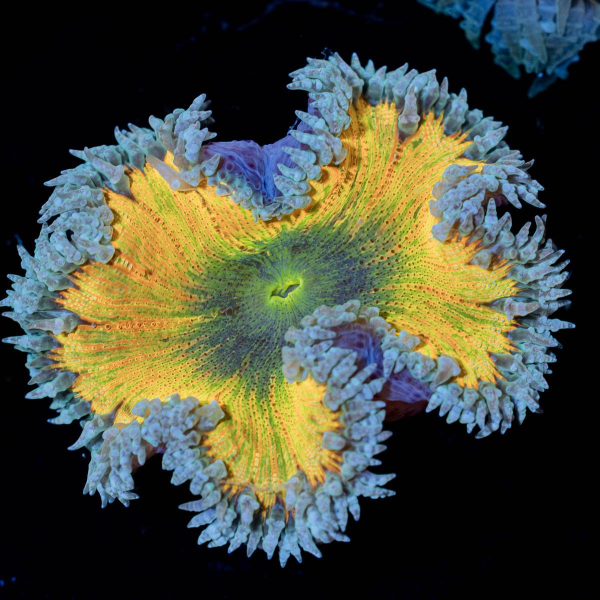 Ultra Rock Flower Anemone - riptide aquaculture llc