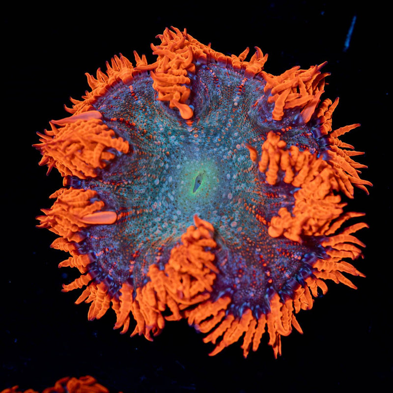 Ultra Rock Flower Anemone