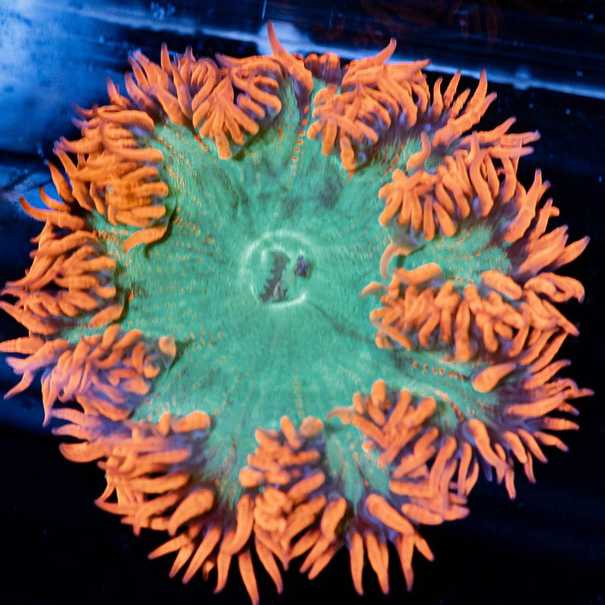 Ultra Rock Flower Anemone - riptide aquaculture llc