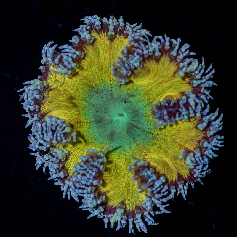 Ultra Rock Flower Anemone