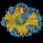 Ultra Rock Flower Anemone - riptide aquaculture llc