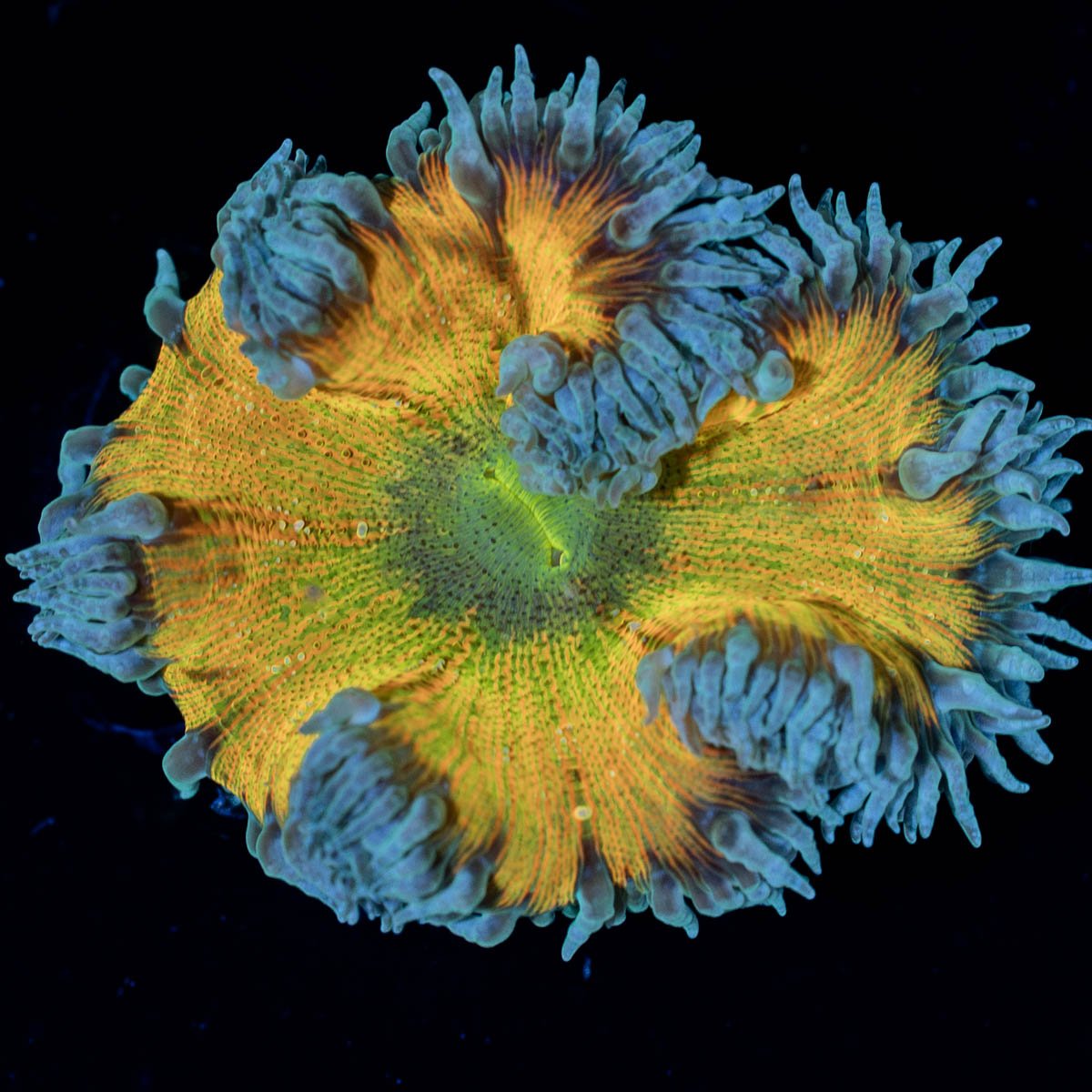 Ultra Rock Flower Anemone - riptide aquaculture llc