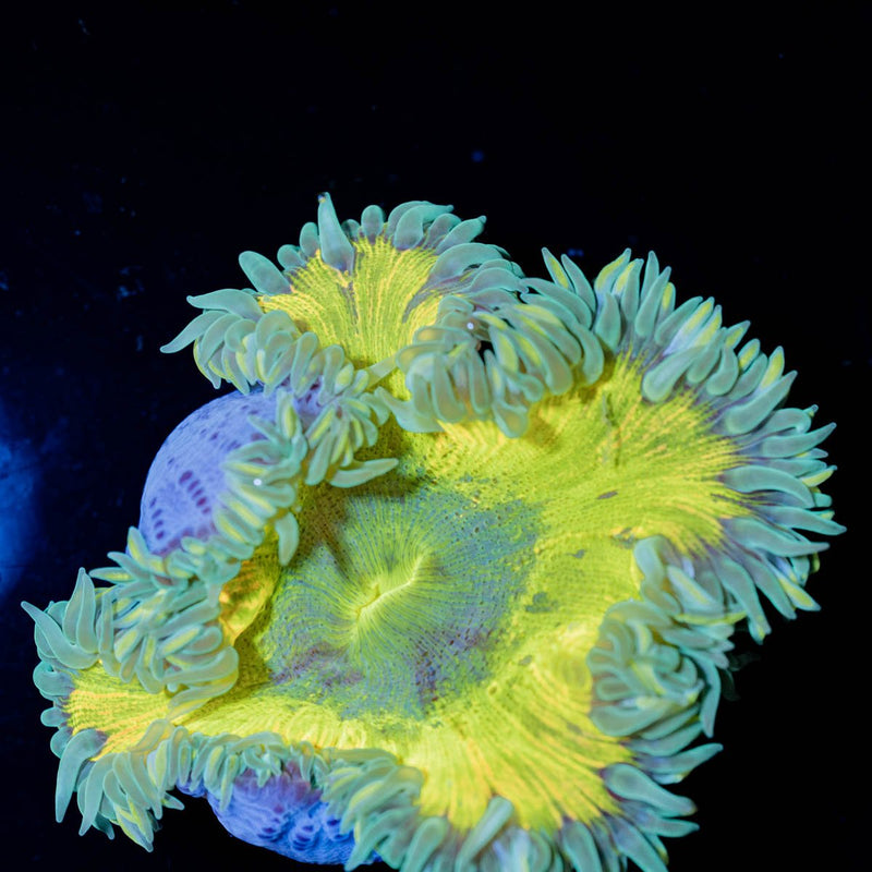 Ultra Rock Flower Anemone