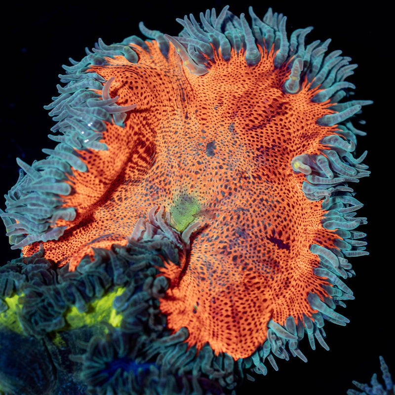 Ultra Rock Flower Anemone