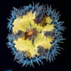 Ultra Rock Flower Anemone - riptide aquaculture llc