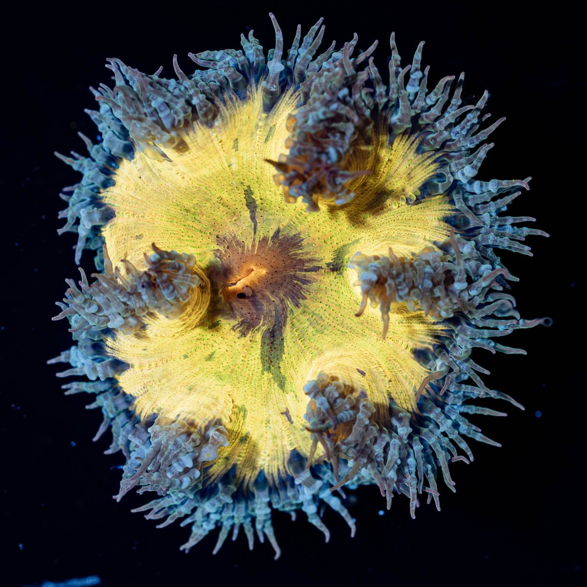 Ultra Rock Flower Anemone - riptide aquaculture llc