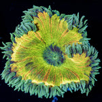 Ultra Rock Flower Anemone - riptide aquaculture llc