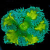 Ultra Rock Flower Anemone - riptide aquaculture llc